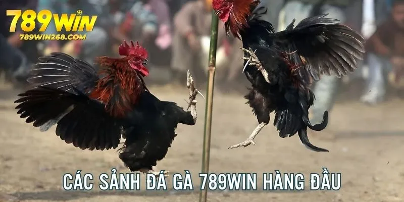 Sảnh chọi gà với sự hợp tác của nhà cung cấp uy tín hàng đầu