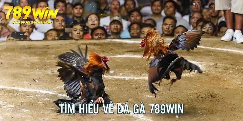 Tìm hiểu sơ lược về sân chơi đá gà 789WIN