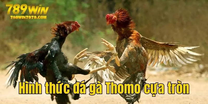 Hình thức đá gà Thomo cựa tròn thú vị tại 789WIN