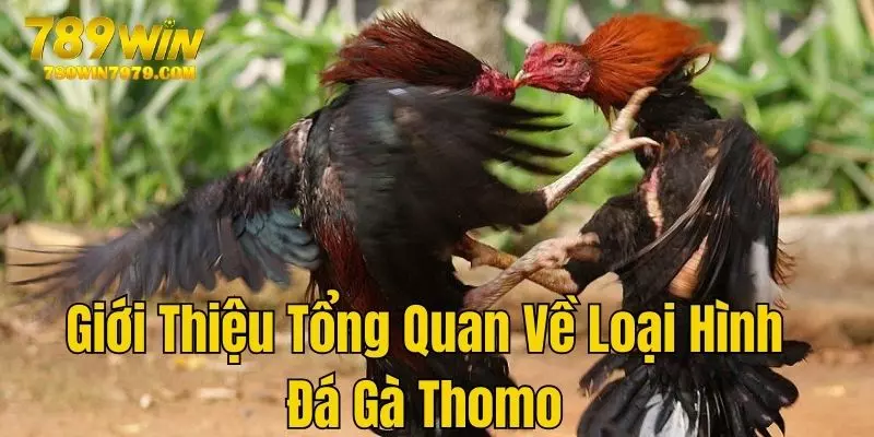 Đá gà Thomo tại 789win - Giới thiệu tổng quan về loại hình này