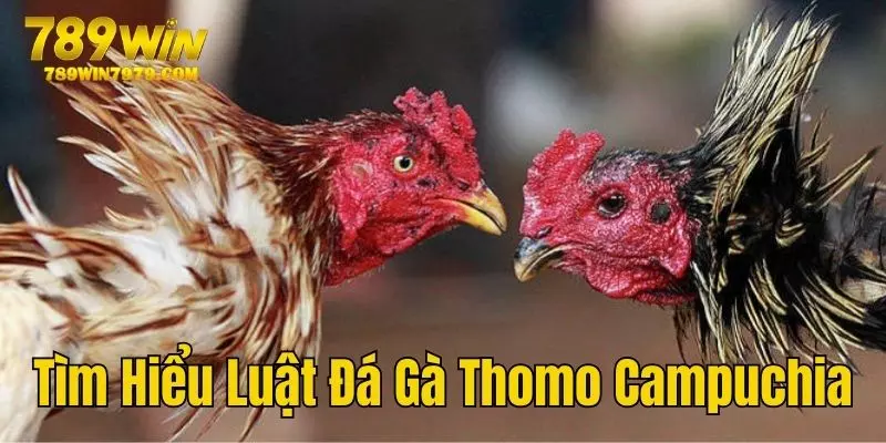 Tìm hiểu luật chọi gà Thomo Campuchia hấp dẫn