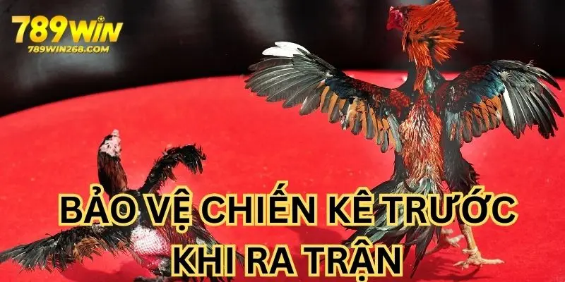 Bảo vệ kê chiến, một mẹo chơi đá gà toàn thắng
