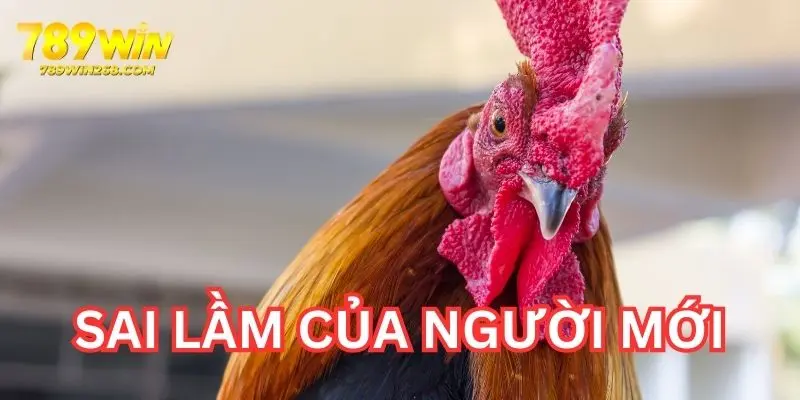 Một số sai lầm người mới hay gặp lúc đấu kê