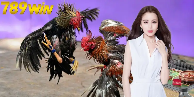 Giới thiệu vài nét về đá gà 79