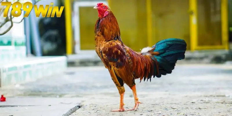 Hướng dẫn bạn cách phân tích chiến kê